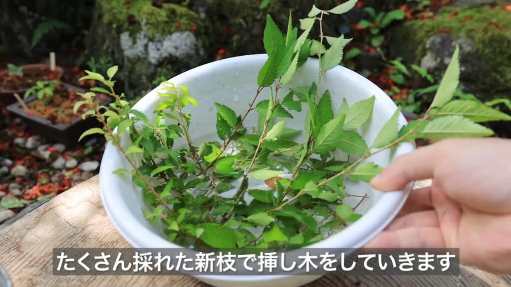 桜の盆栽を剪定して出た新枝を挿し木に使う