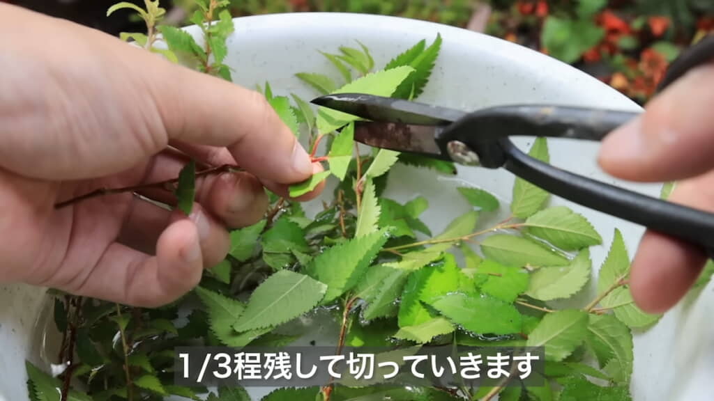葉の3分の1の部分を残してカットする