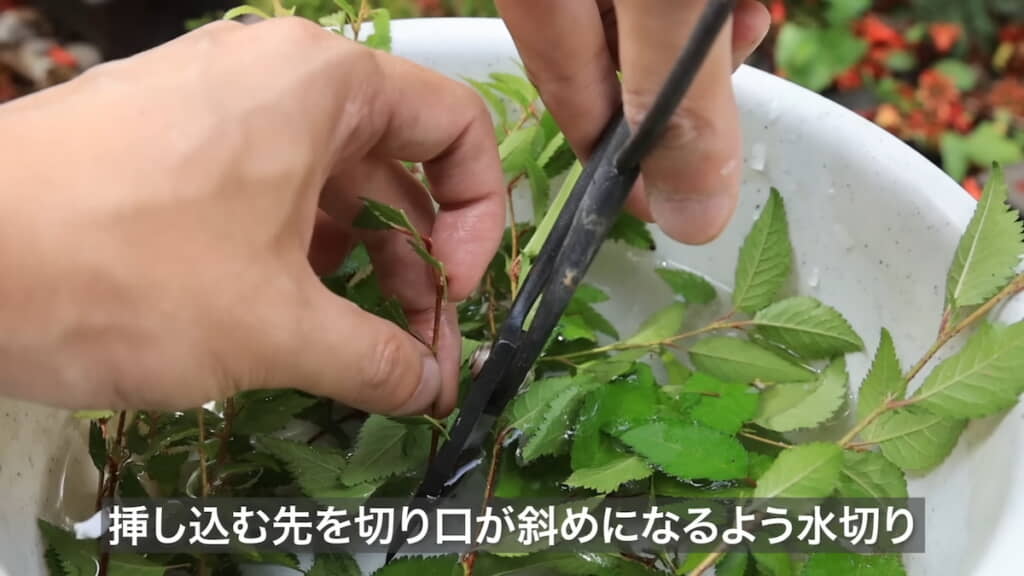 先端を水中で斜めにカット