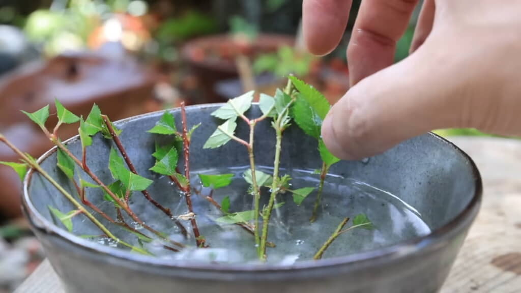 メネデール溶液に漬けておく