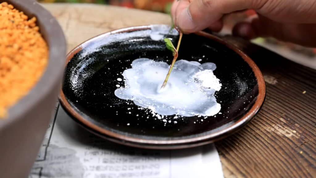 ルートン溶液をよく付けて挿し木する