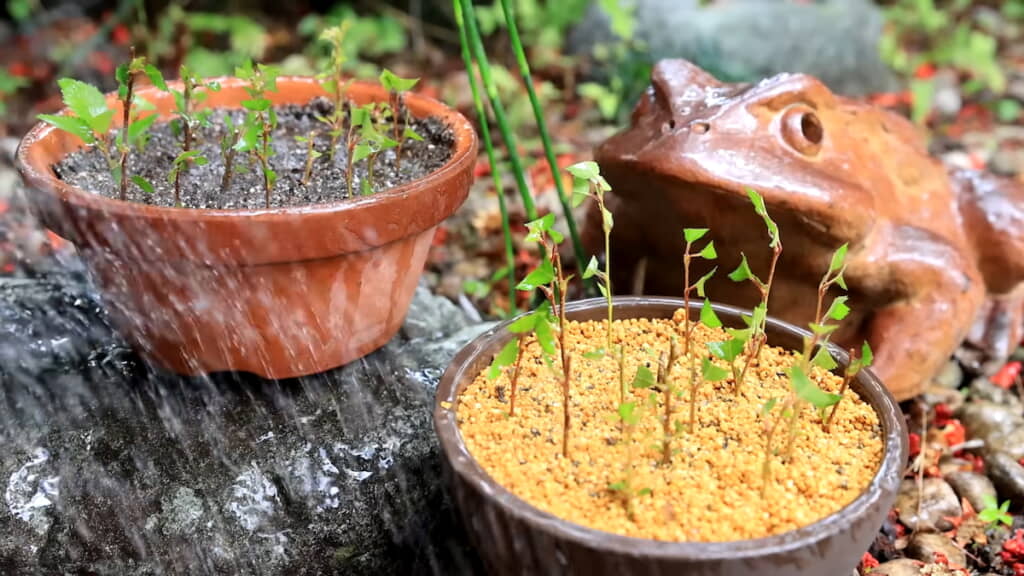 最後に水を与えておく