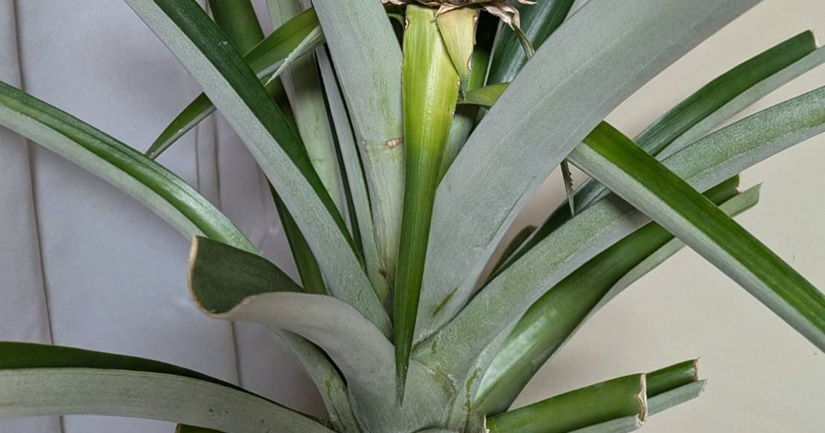 食べ終えたパイナップルの“ヘタ”を母が育てたら……　3年半後の姿に「す、すごすぎる」「こんなことがリアルに」（1/3） | その他生き物 ねとらぼ