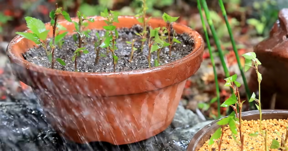 剪定時に切った桜の枝を鉢に植える→1年後…… 驚がくの結果が50万再生「小さな緑のおとぎ話」「こんなことが起こるなんて」(1/3) | ライフスタイル ねとらぼ