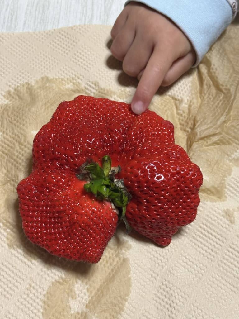 とち狂ったいちご