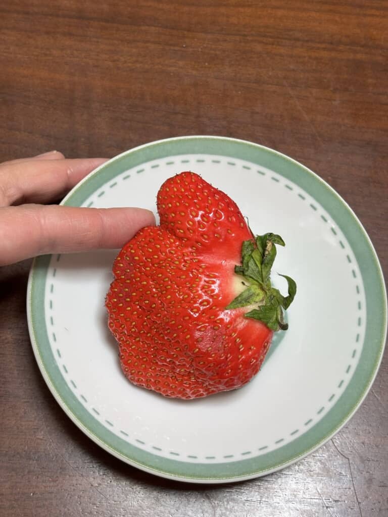 一部がポコっとしている鶏冠果