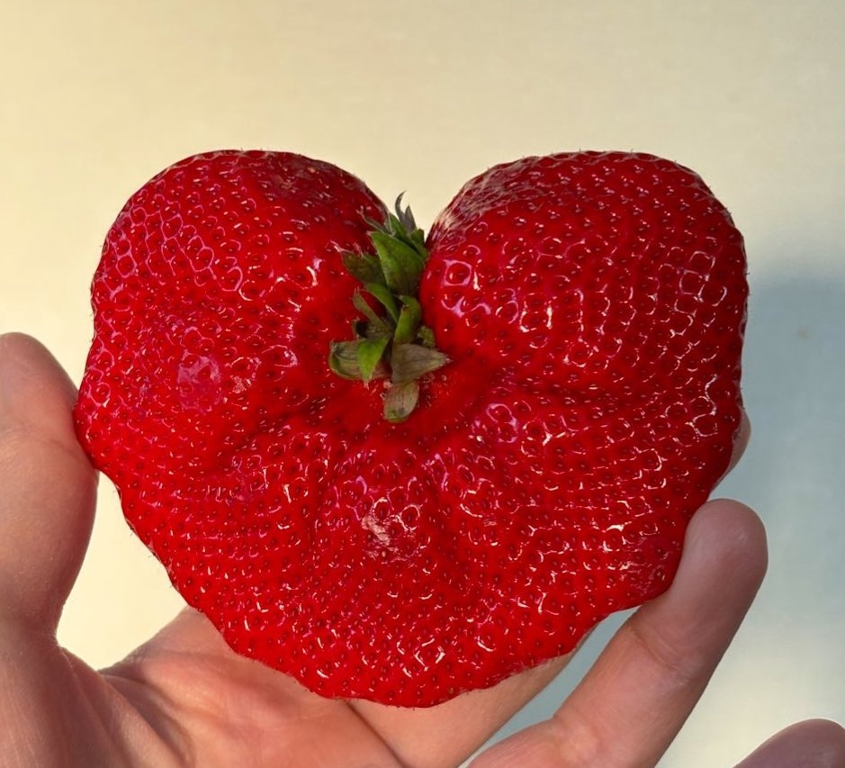 2025年に購入したハートのような鶏冠果