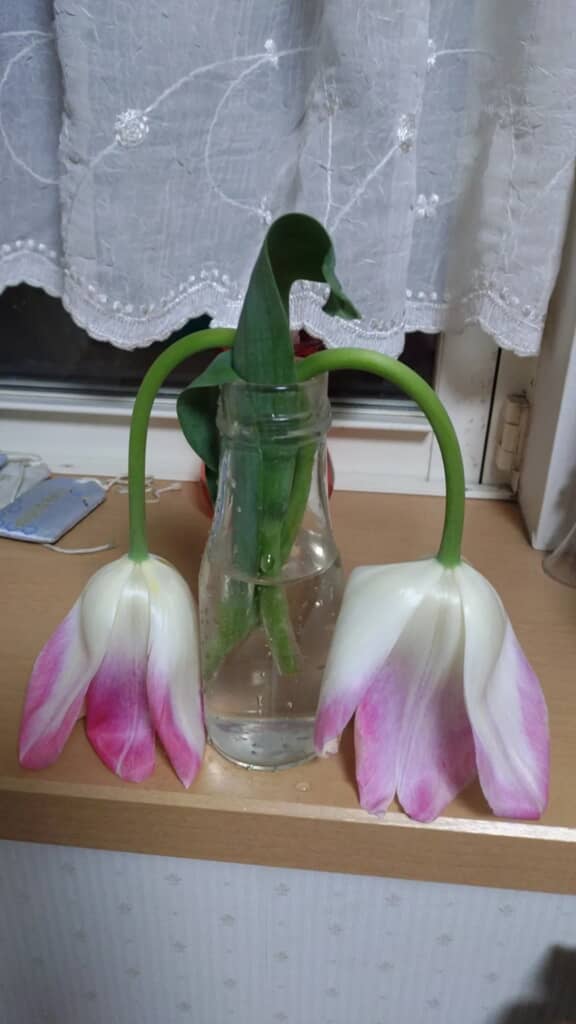 頭を垂れてダメになりそうだったチューリップ