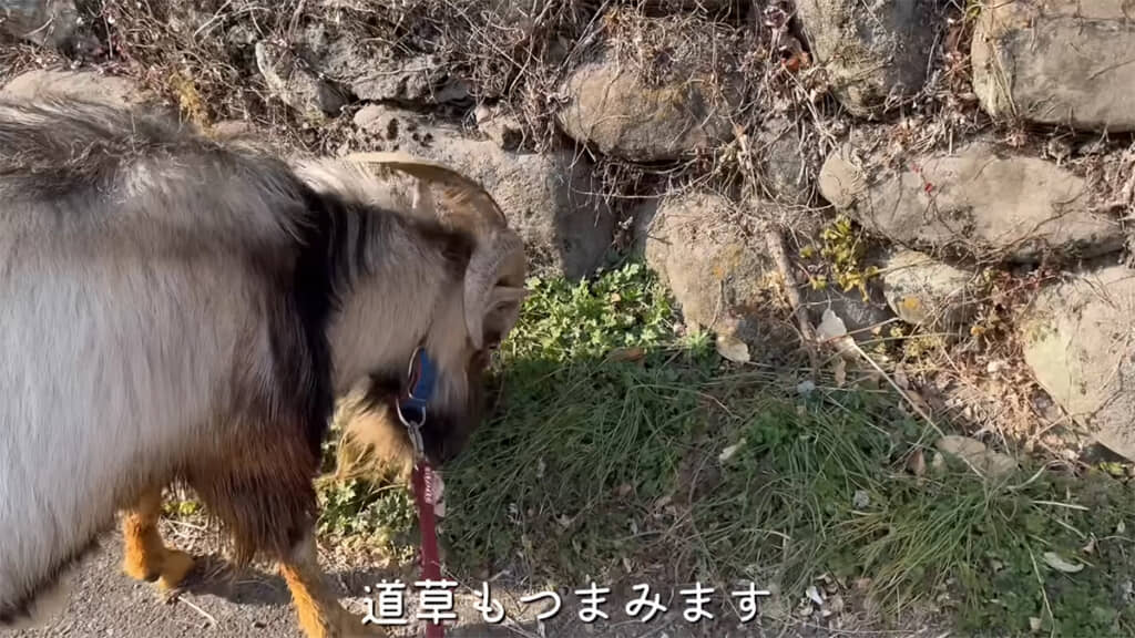 畑の野菜と道草をつまみつつ
