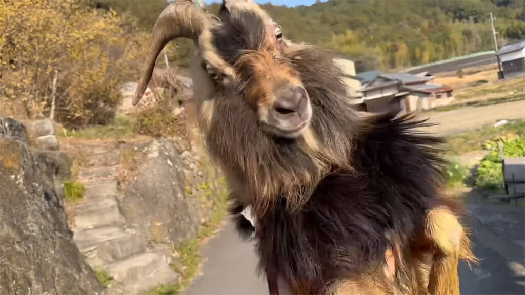 気まぐれに頭突きをお見舞いしてくるジョンくん