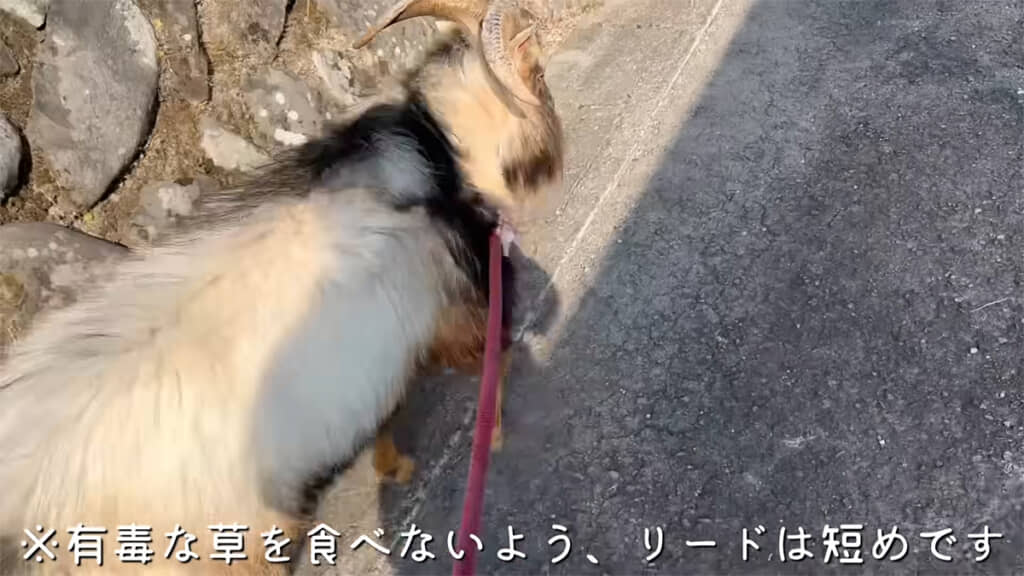 有毒な草を食べないように注意しているのだとか