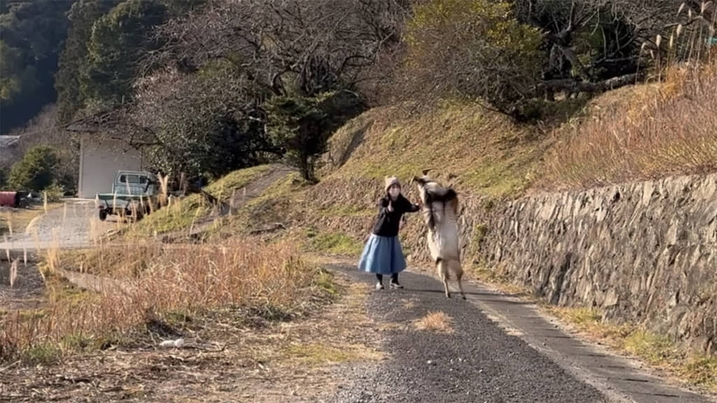 頭突きも仕掛けてきます