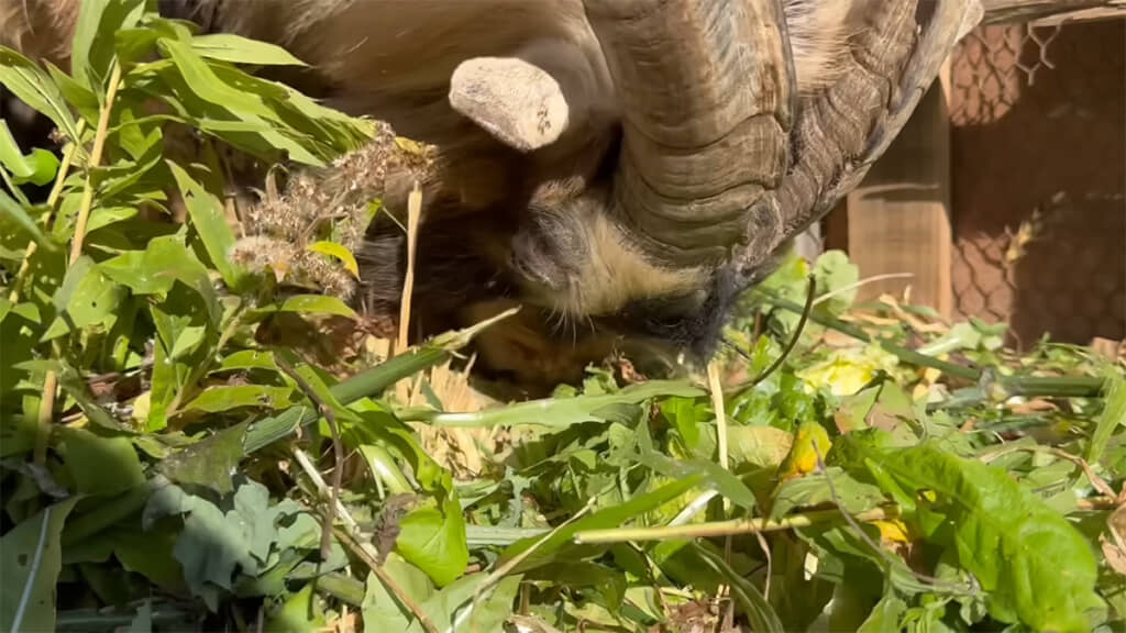 帰宅後はごはんタイム