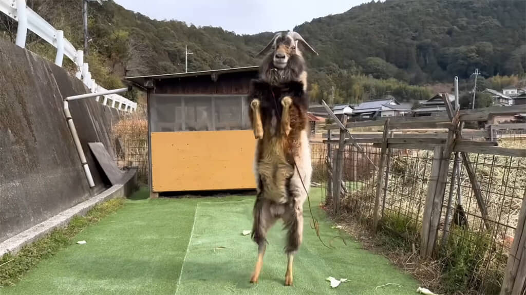 ジョンくんの立ち上り→頭突きのコンボが炸裂！