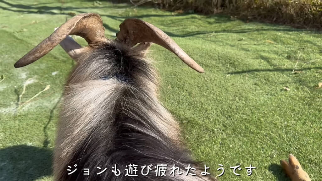 最後は疲れてうとうとしてしまったジョンくんなのでした