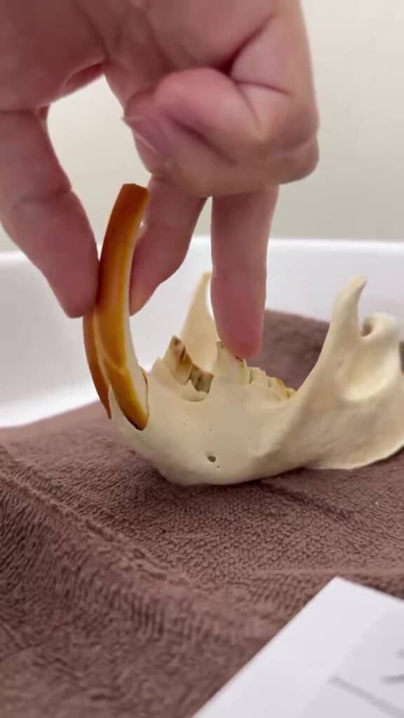 つまんで引っ張ってみると……