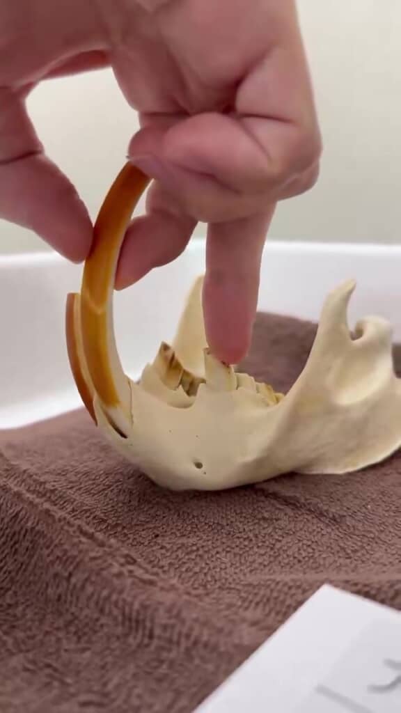 おっ？　おっ？