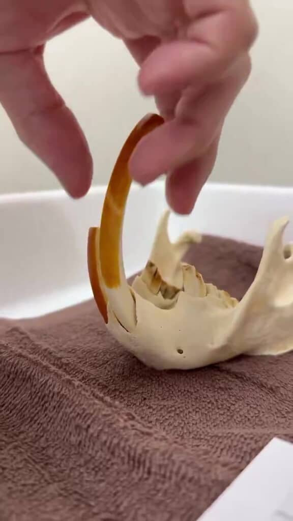 こんな長い歯が収納されているとは！