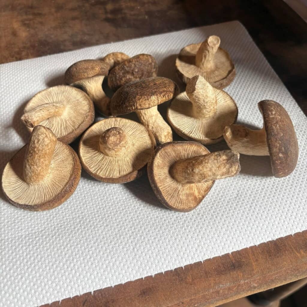 本物にしか見えない椎茸