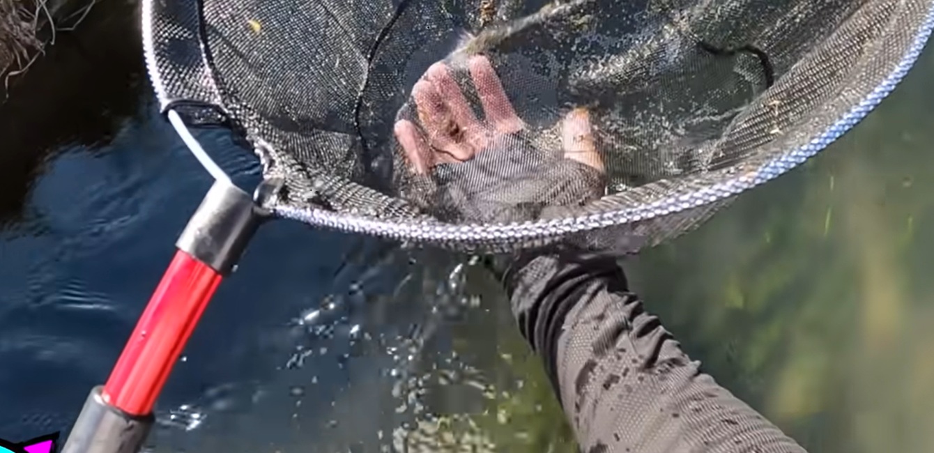 田んぼの用水路で“つまようじサイズのウナギっぽい生き物”を発見→6カ月育てると…… 「こんなに可愛いんだ!」「一度飼育してみたかった」(1/3) | その他生き物 ねとらぼ
