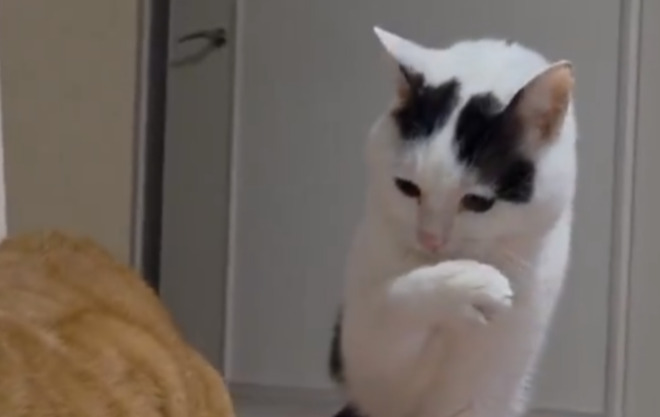 「育ちがいい猫」が隣で食事する猫を見て……　“まさかの行動”が80万表示「マンガみたい」「人はいってますか？笑」（1/3） | 猫 ねとらぼ