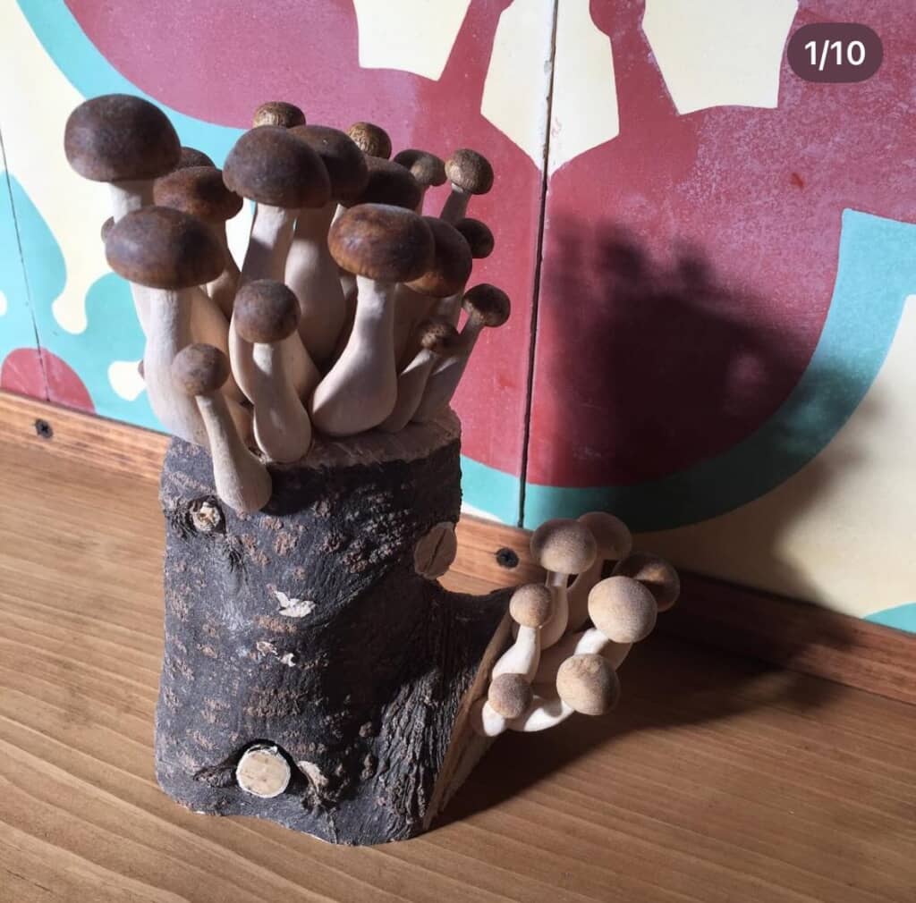 原木に生えたしめじ