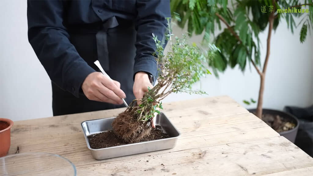 まずはハクチョウゲの根に付いている土を落として