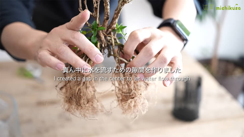 ハクチョウゲの根をカットし、隙間を作って