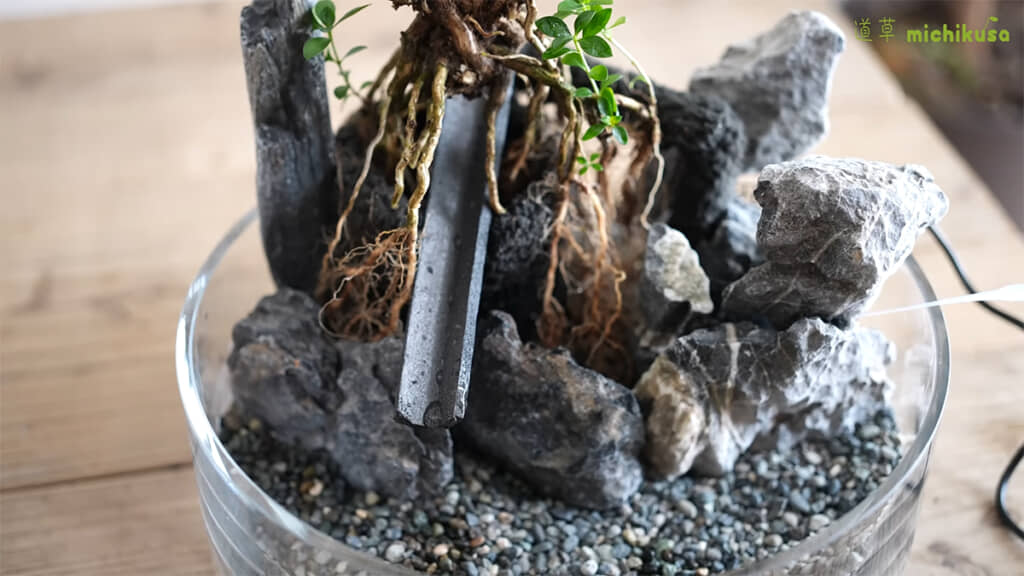 ビオトープの形が見えてきました