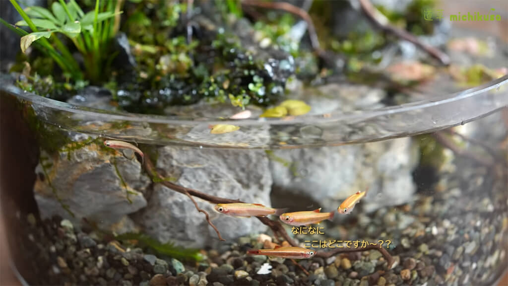 ゴールデンアカヒレを導入