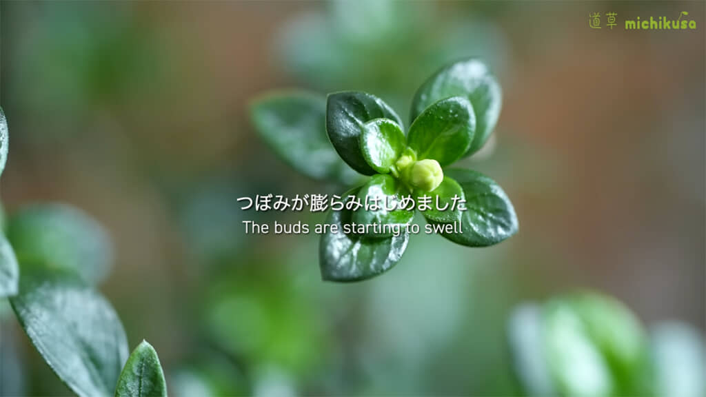 3カ月後にはつぼみが膨らみ