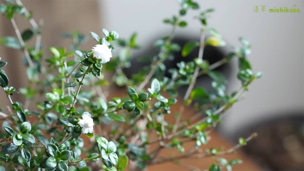 4カ月後には美しい花が咲きました