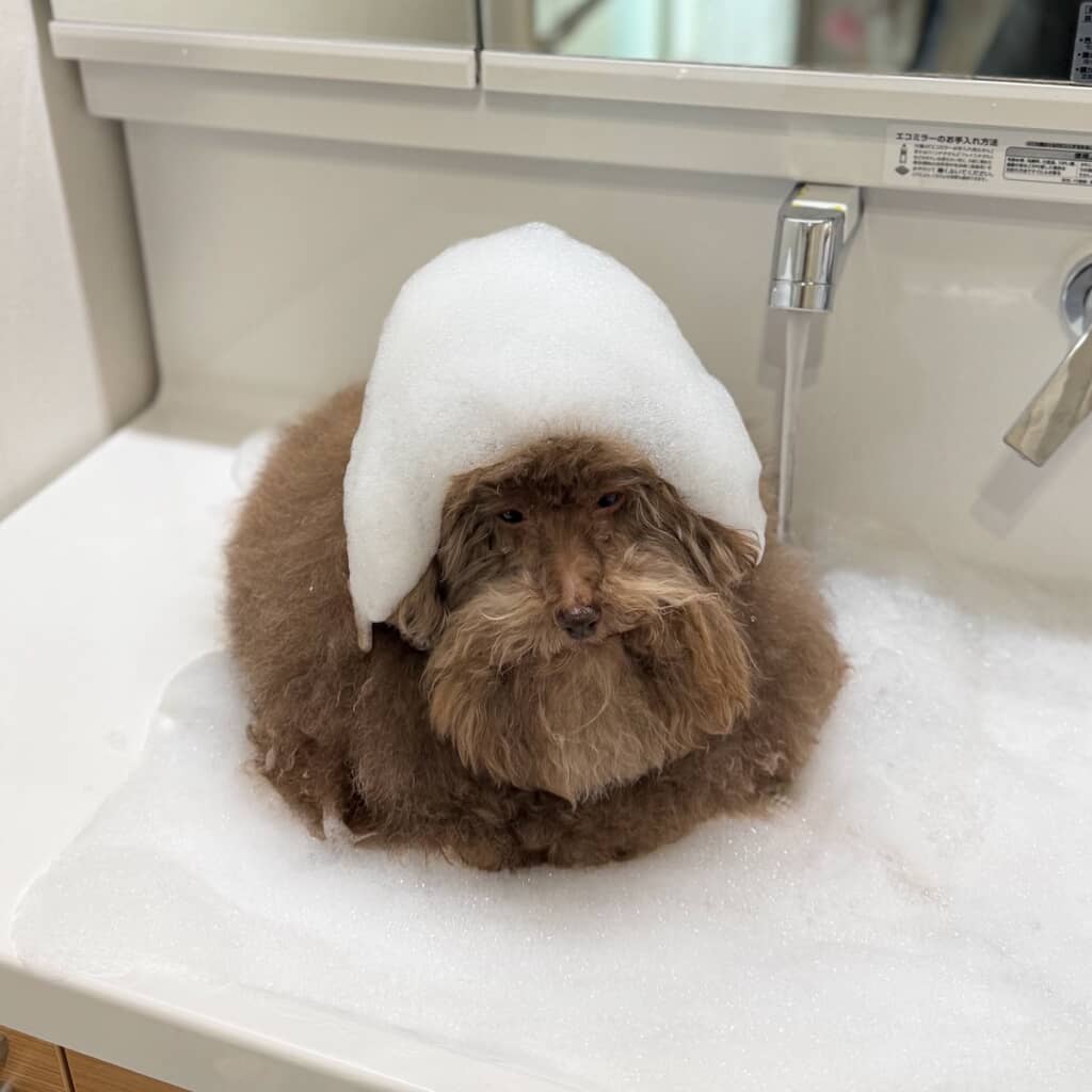 お風呂で泡の帽子をかぶっています