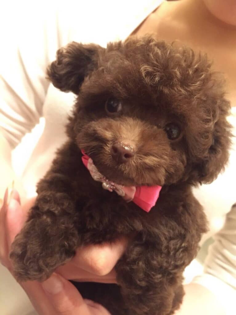 10年前、生まれたばかりのころのちろるちゃん