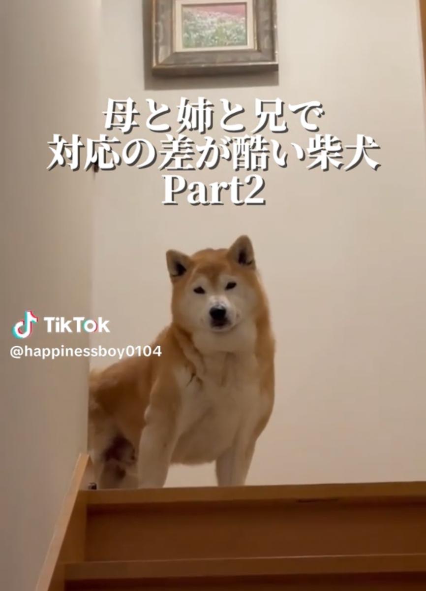 母が帰ってくると大喜びの柴犬→姉と兄では…… 正直すぎる態度の差に