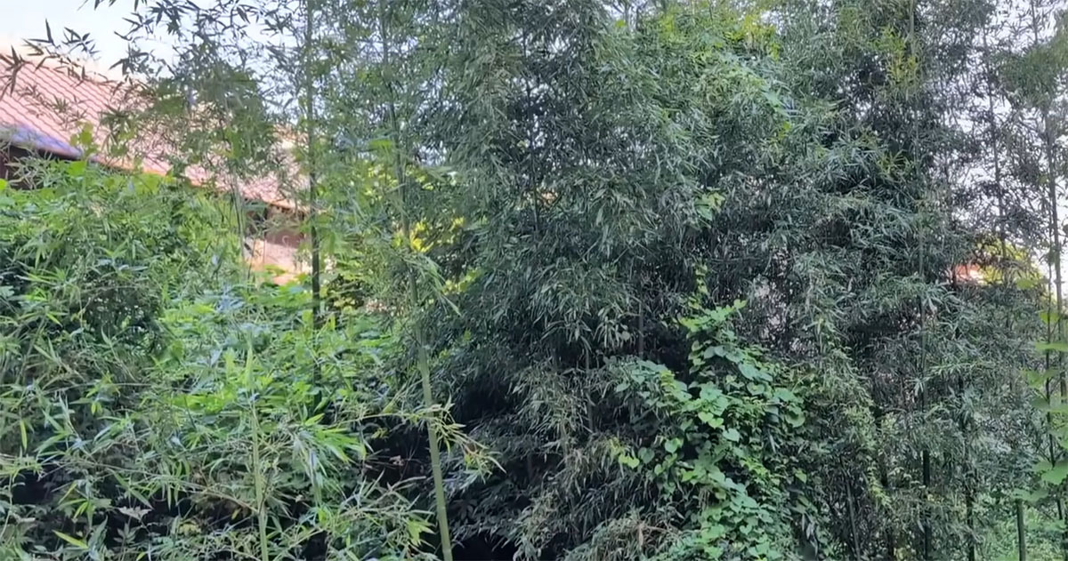 “最強雑草”たちに襲われた空き家→たった1人で手入れしたら……　「ビフォーアフターの違いがすごすぎる」「サッパリで気持ちいい」（1/3） | ライフスタイル ねとらぼ