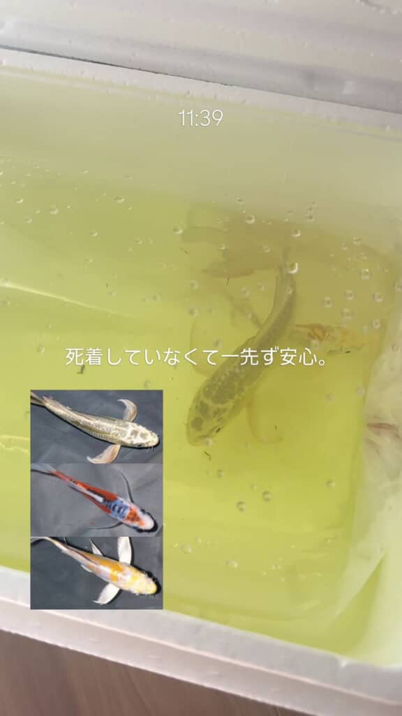 ビニール袋の中で泳ぐ3匹の錦鯉