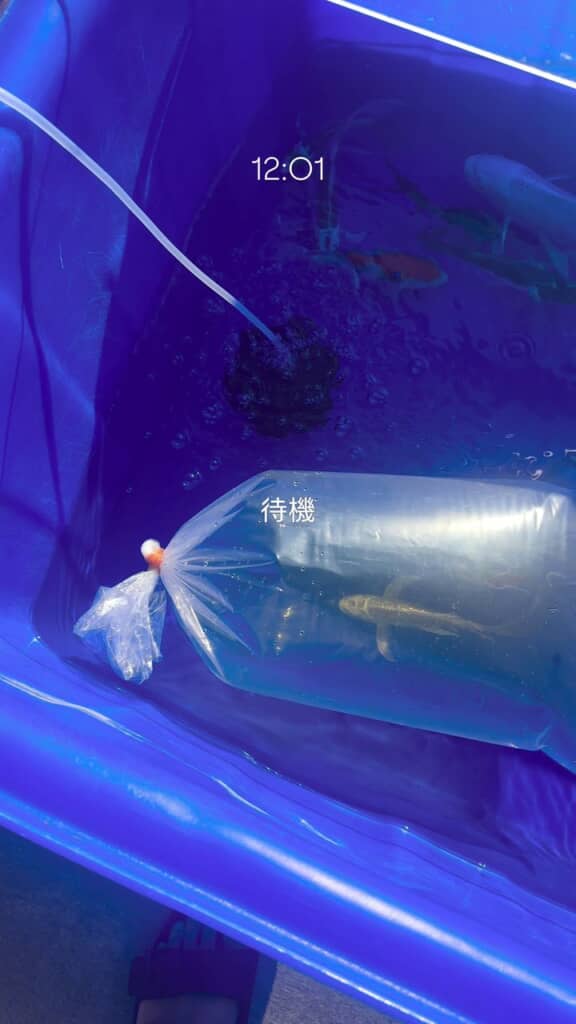 3匹の錦鯉が入っているビニール袋を生簀に浮かべて水温合わせ