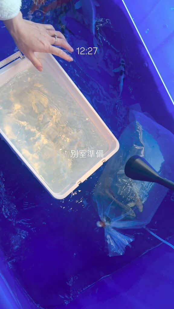 生簀の水を白いケースにくみ取り「別室」を準備