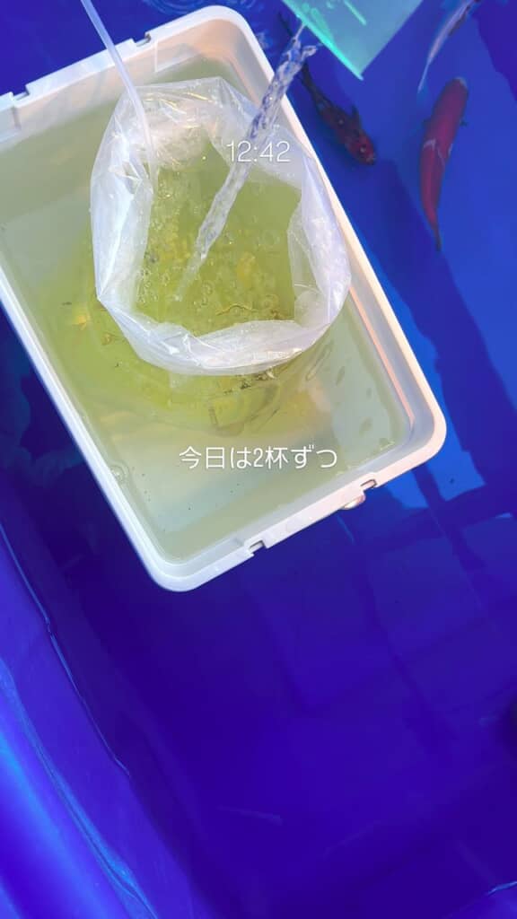 白いケース内の水を袋内に注いで水合わせ