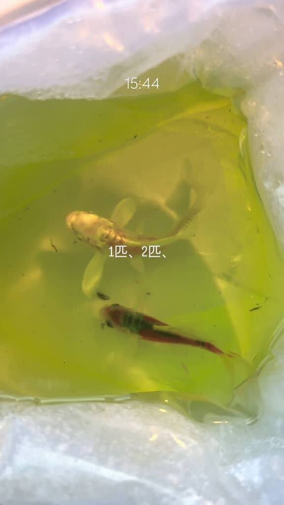 水合わせ開始から3時間後、ビニール袋内には2匹しかいない