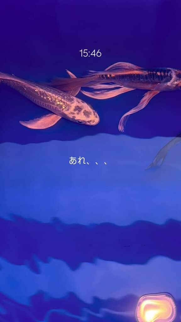 脱走して生簀へ移動していた3匹目