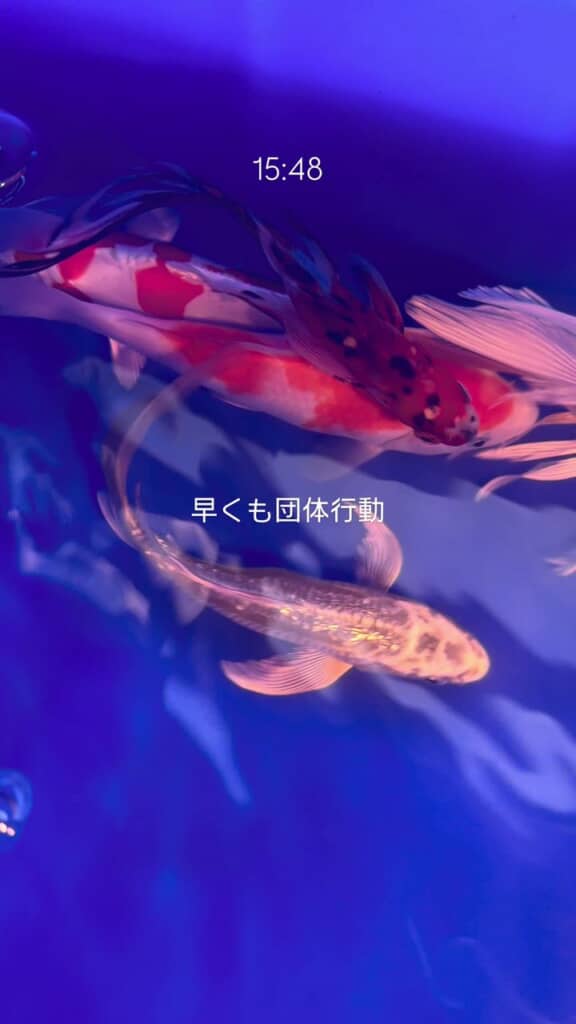 先住の魚たちともなじんで一緒に団体行動する3匹目