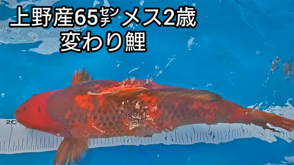 こちらが幻の変わり鯉