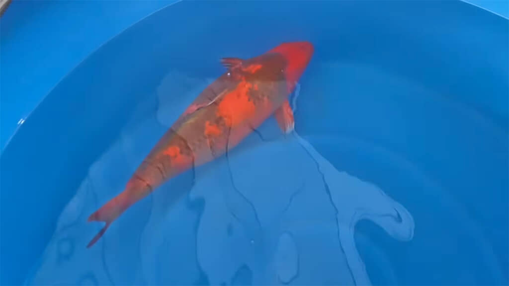 なんとも美しいです