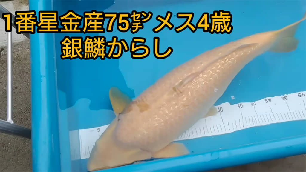 金属のような輝きが美しい銀鱗からし