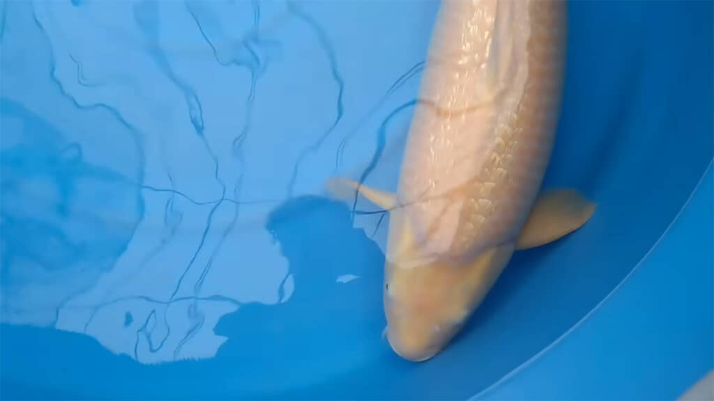 この個体も魅力的です