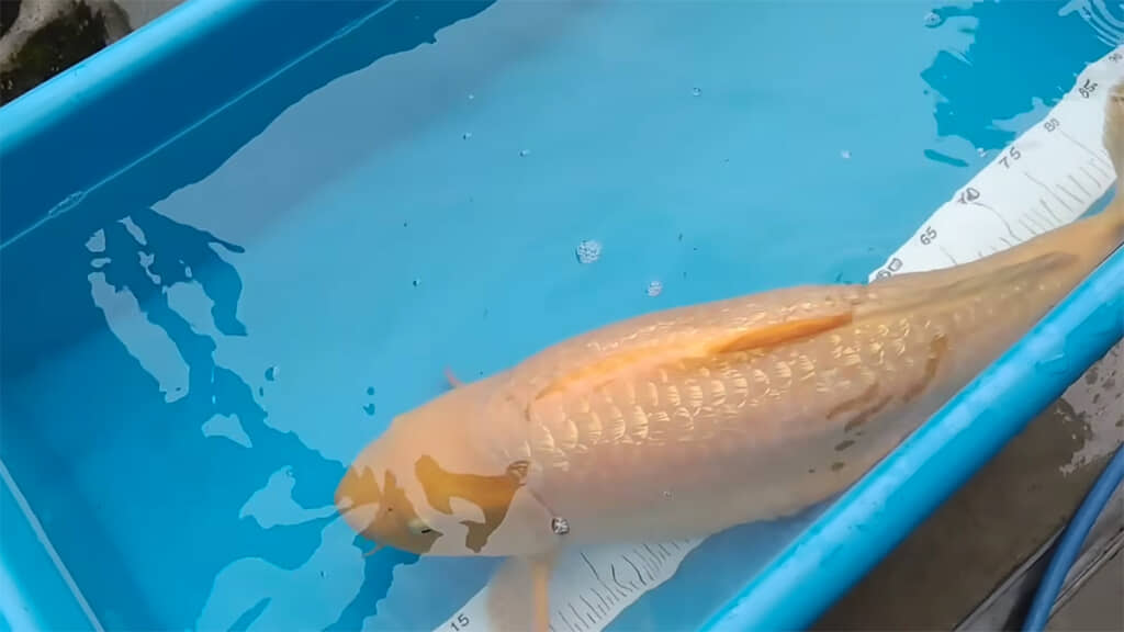 品評会で賞を獲得した銀鱗からし