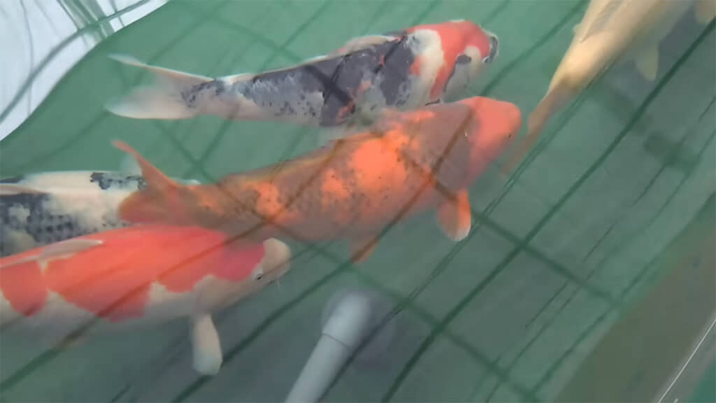 池で泳いでいても存在感があります