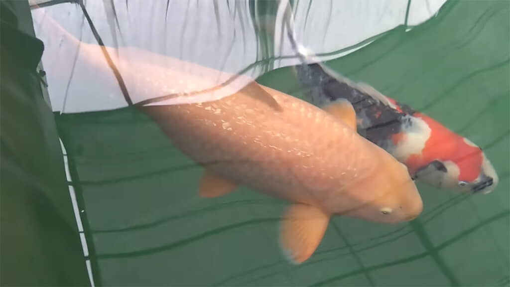 賞を獲得した銀鱗からし、やはり美しいです